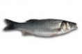 Lubina